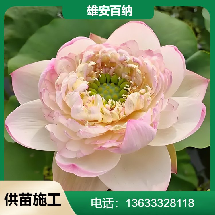 厂区纯绿化工程造价一般多少钱一平方？附工程造价咨询业务指南